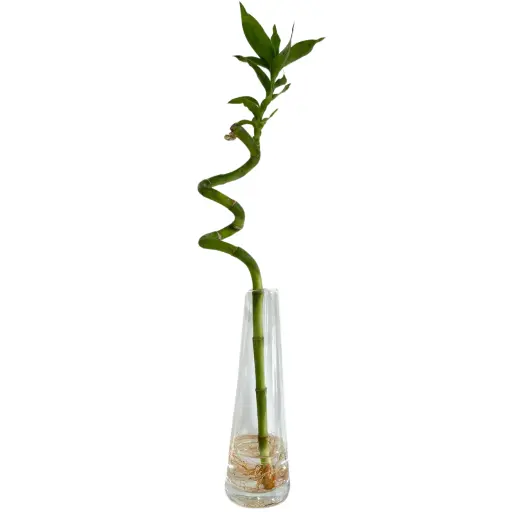 Bambu de la suerte espiralado 40cm con florero 